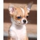 DJ the King de la Arbolada, Chihuahua kurzhaariger Schlag - Rüde