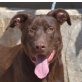 DJANGO - Linares, Labrador-Mix - unkastriert Welpen - Rüde