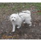 DJINA, ruhige, zierliche Hundedame - Hündin