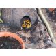 DNZ Dendrobates Leucomela