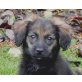 DOBBY, Dackel/Spanielmix,Pflegestelle Fischamend Welpen - Rüde