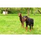 DOBERMANN WELPEN, Dobermann Welpen - Rüde