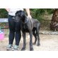 DON, Deutsche Dogge - Rüde