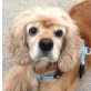 DONA 2, Pflegestelle Vorarlberg, wunderschöne Amerikanische  Cockerspaniel - Hündin