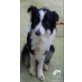 DONA, Border-Collie - Hündin