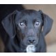 DONKA 2, Pflegestelle Steiermark, kleine, liebevolle Pinscher-Dackelmix - Hündin