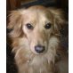 DONNA 4, Pflegestelle Wien, aktive und verspielte Spaniel-Mix - Hündin