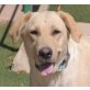 DONNA - Linares, Labrador Retriever - kastriert - Hündin