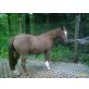 DONNA, Quarter Pony - Stute