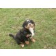 DORA, Berner Sennenhund Welpen - Hündin