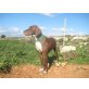 DORA, Pointer Mix - Hündin