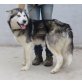 DORA SUCHT SPORTLICHE MENSCHEN, Alaskan Malamute - Hündin