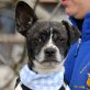 DORI - Jerez - kastriert, Franz.-Bulldogge-/Jack-Russelll-Mix - Hündin