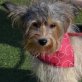 DORI - Linares, Biewer Terrier Mix, kastriert - Hündin