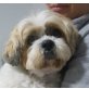 DORI - Linares, Shih Tzu Mix - kastriert - Hündin
