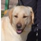 DORINA - Linares, Labrador Retriever - kastriert - Hündin
