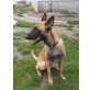 DORINA, Malinois - Hündin