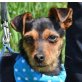DORITA - Ubeda, Terrier-Mischling, kastriert - Hündin
