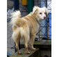 DORLE, Pflegestelle Burgenland, Aus Tötung freigekauft!!! Liebe Spitz/Spaniel - Hündin