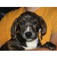 DORLY, Dackel/Labradormix,Pflegestelle Bgld Welpen - Hündin