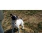 DORY, French-Bulldog-Mix, 10 kg - Hündin