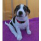 DOTTY, Pflegestelle Vorarlberg, Mischling Welpen - Hündin