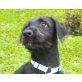 DOTTY, Schnauzermix,Pflegestelle NÖ Welpen - Hündin