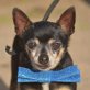 DRACO - Linares, Chihuahua - kastriert - Rüde