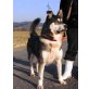 DRAO - Pflegestelle Steiermark, verspielter, freundlicher HUSKY-Mix - Rüde