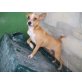 DRINU, Chihuahua Mix - Rüde