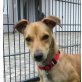 DROPS - kastriert, Pinscher-/Dackel-Mischling - Rüde