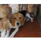 DUCHESS, Beagle - Hündin