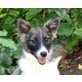 DUCKY, Sheltiemix,Pflegestelle Bgld Welpen - Hündin