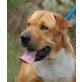 DUFFY - Pflegestelle Österreich, Shar-Pei-Mix - Rüde