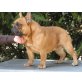 DUGÓ, Französische Bulldogge - Rüde