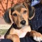 DUKE - Ubeda - unkastriert, Jack-Russell-Terrier-/Beagle-Mischling Welpen - Rüde