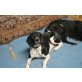 DULCE, Pointer-Mix - Hündin