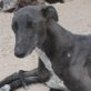 DULZOR, Galgo, (noch nicht) kastriert, geb. ca. 2007 - Rüde