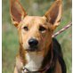DUMBO Keksi, Pflegestelle Niederösterreich, Dackel-Schäfer-Basset-Mix - Rüde