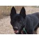 DUNCO, braucht noch die Hundeschule+Sport/Schäferh. - Rüde
