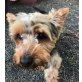 DUQUE, Yorkshire Terrier - Rüde