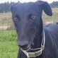DUQUESA, Galga, kastriert, ca. 5 Jahre alt - Hündin