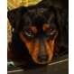 DUSTY 12, Pflegestelle Niederösterreich, kastrierter Rehpinscher - Rüde