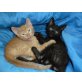 DYLAN&DINO, Tierschutz - Kater