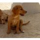 DYSON, Golden Retriever/Labrador Mix Welpen - Rüde