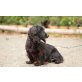 DZULIA, Dackel-Cockerspaniel - Hündin