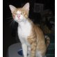 DaVinci, sucht dringend Zuhause o. Pflegestelle! - Kater