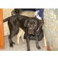 Dabry, Cane Corso - Hündin