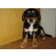 Dackel -Beagle Welpen - Hündin