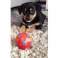 Dackel - Chihuahua Welpen - Hündin